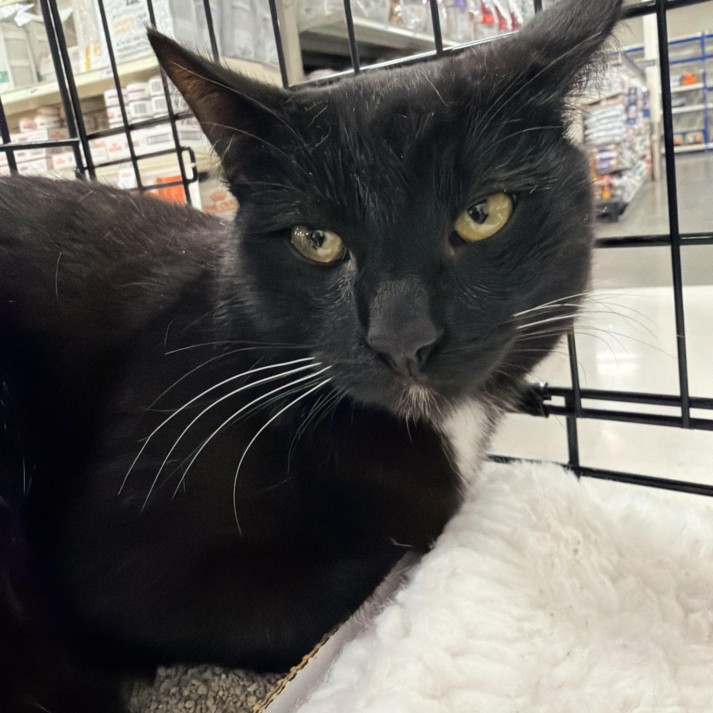 Enlarge Honey Bun, a Adoptable Domestic Short Hair in San Juan Capistrano, CA image 2/2