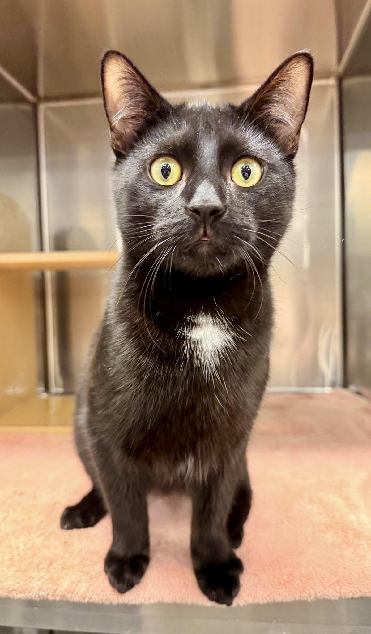 Honey Bun, Adoptable, Young Male Domestic Short Hair.