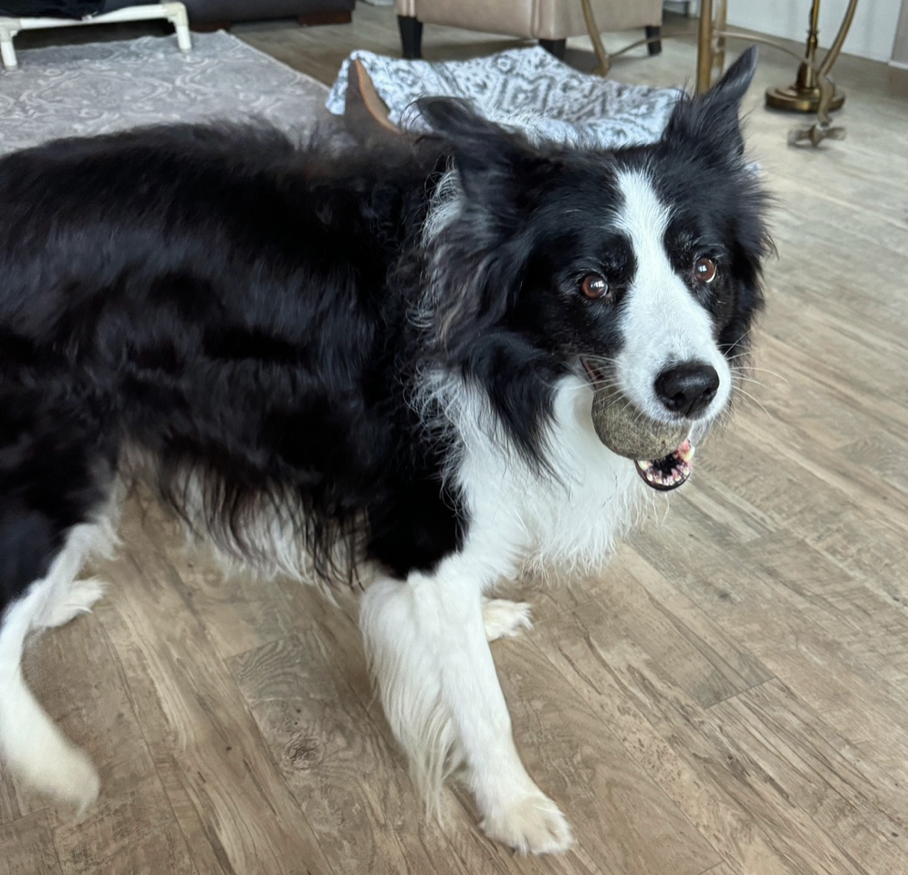 Enlarge Zorro, a Adopted Border Collie in Gloucester, VA image 1/5