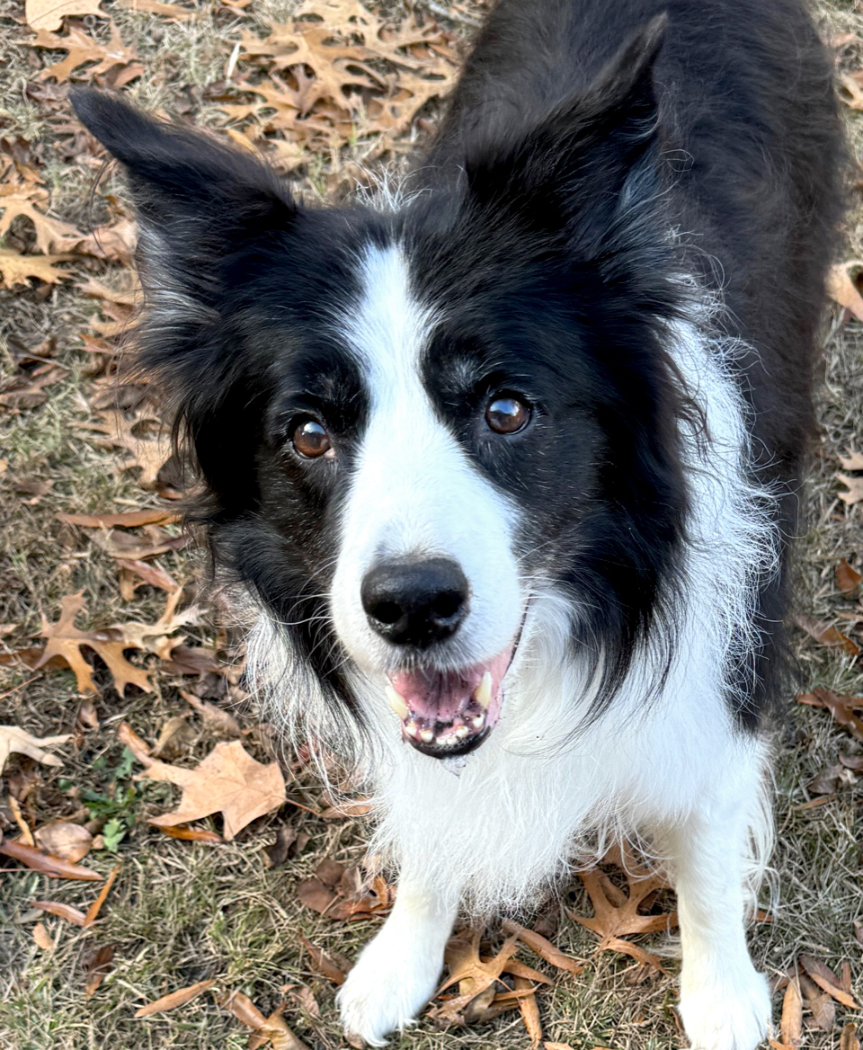 Enlarge Zorro, a Adopted Border Collie in Gloucester, VA image 2/5