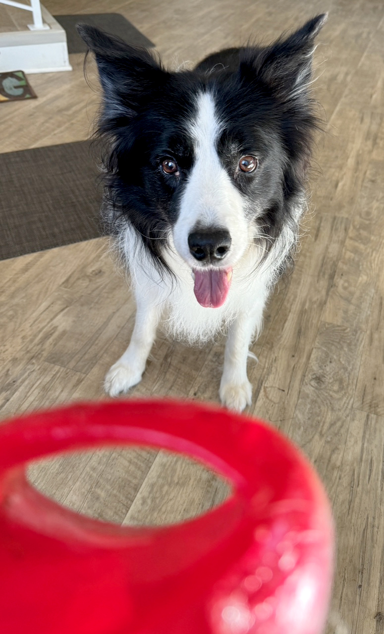 Enlarge Zorro, a Adopted Border Collie in Gloucester, VA image 3/5