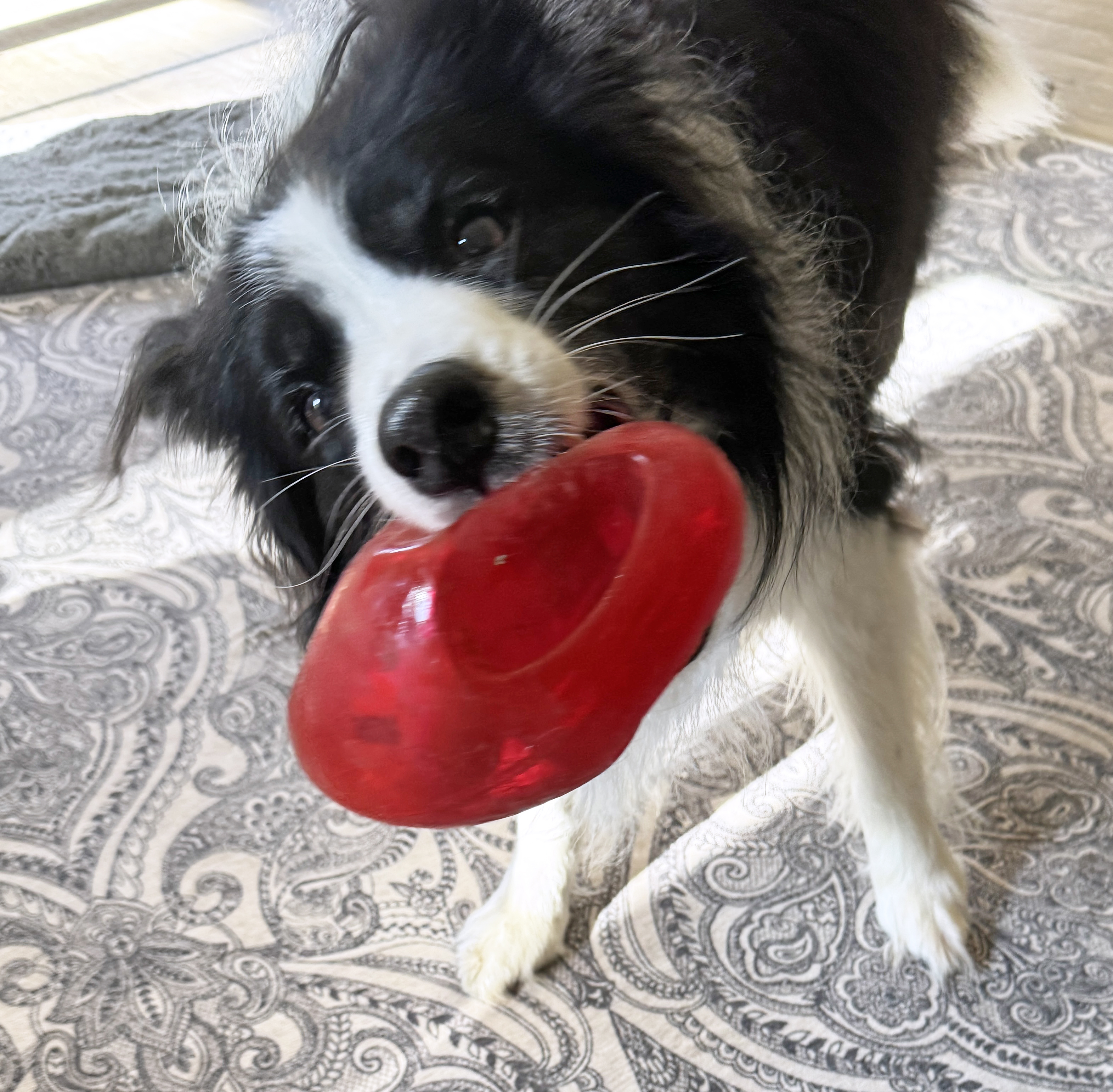 Enlarge Zorro, a Adopted Border Collie in Gloucester, VA image 4/5