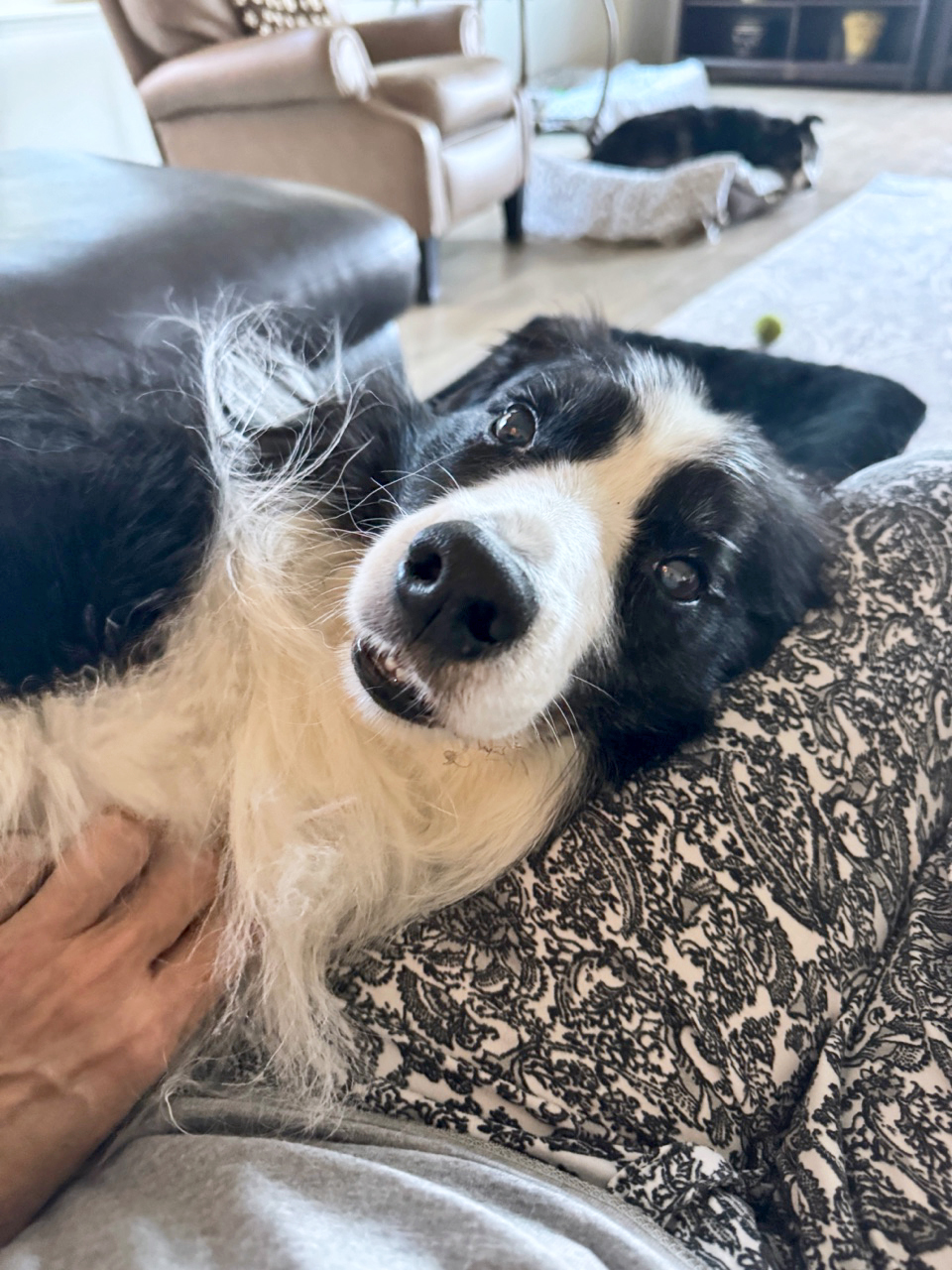 Enlarge Zorro, a Adopted Border Collie in Gloucester, VA image 5/5