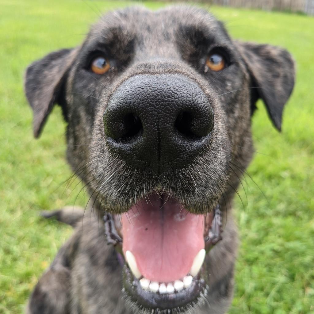 Princess, Adoptable, Adult Female Mixed Breed & Catahoula Leopard Dog.