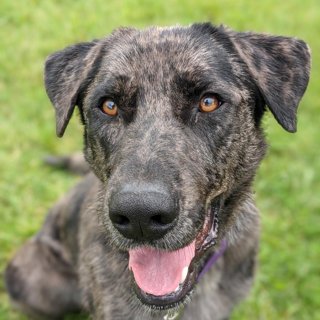 Enlarge Princess, a Adoptable mixed breed in East Smithfield , PA image 2/6