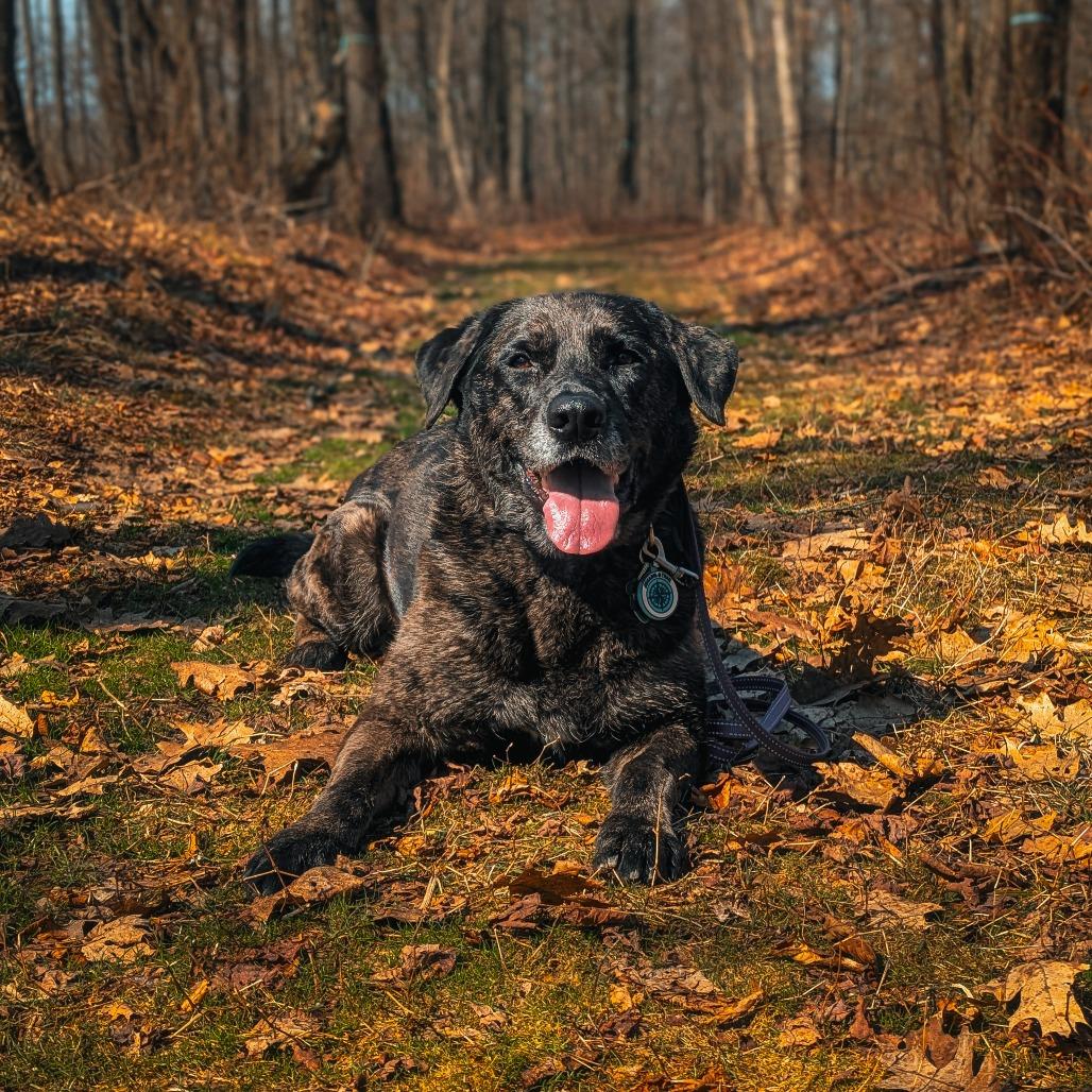 Enlarge Princess, a Adoptable mixed breed in East Smithfield , PA image 3/6