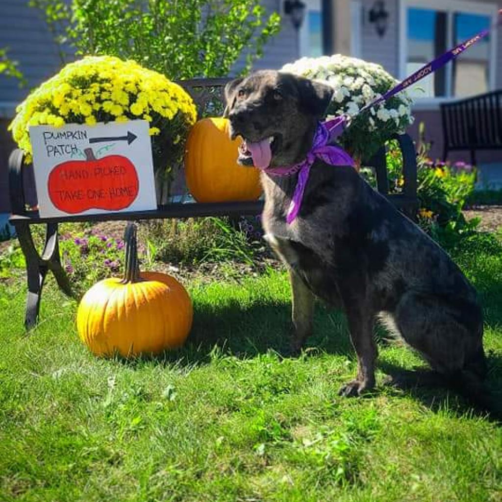 Enlarge Princess, a Adoptable mixed breed in East Smithfield , PA image 4/6