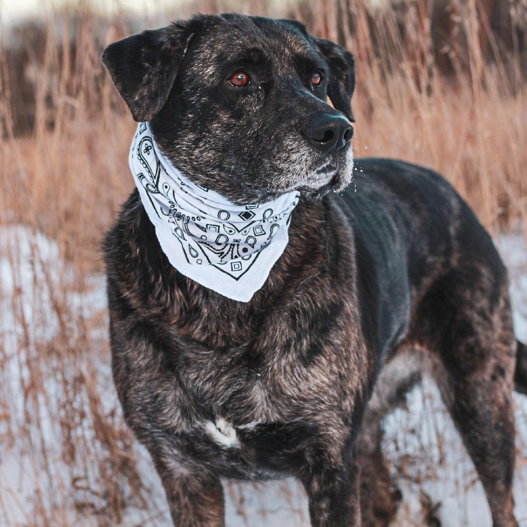 Enlarge Princess, a Adoptable mixed breed in East Smithfield , PA image 5/6
