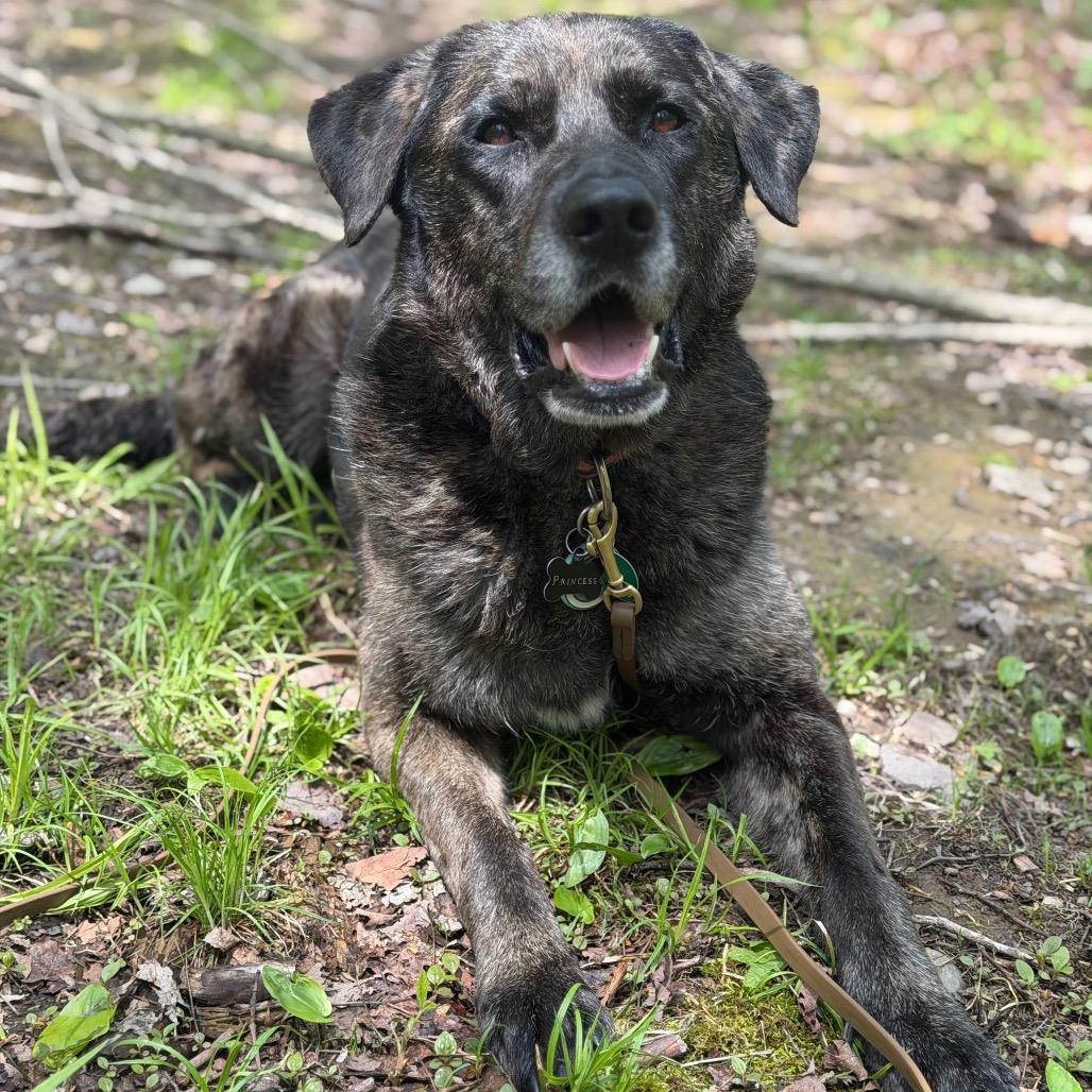 Enlarge Princess, a Adoptable mixed breed in East Smithfield , PA image 5/6