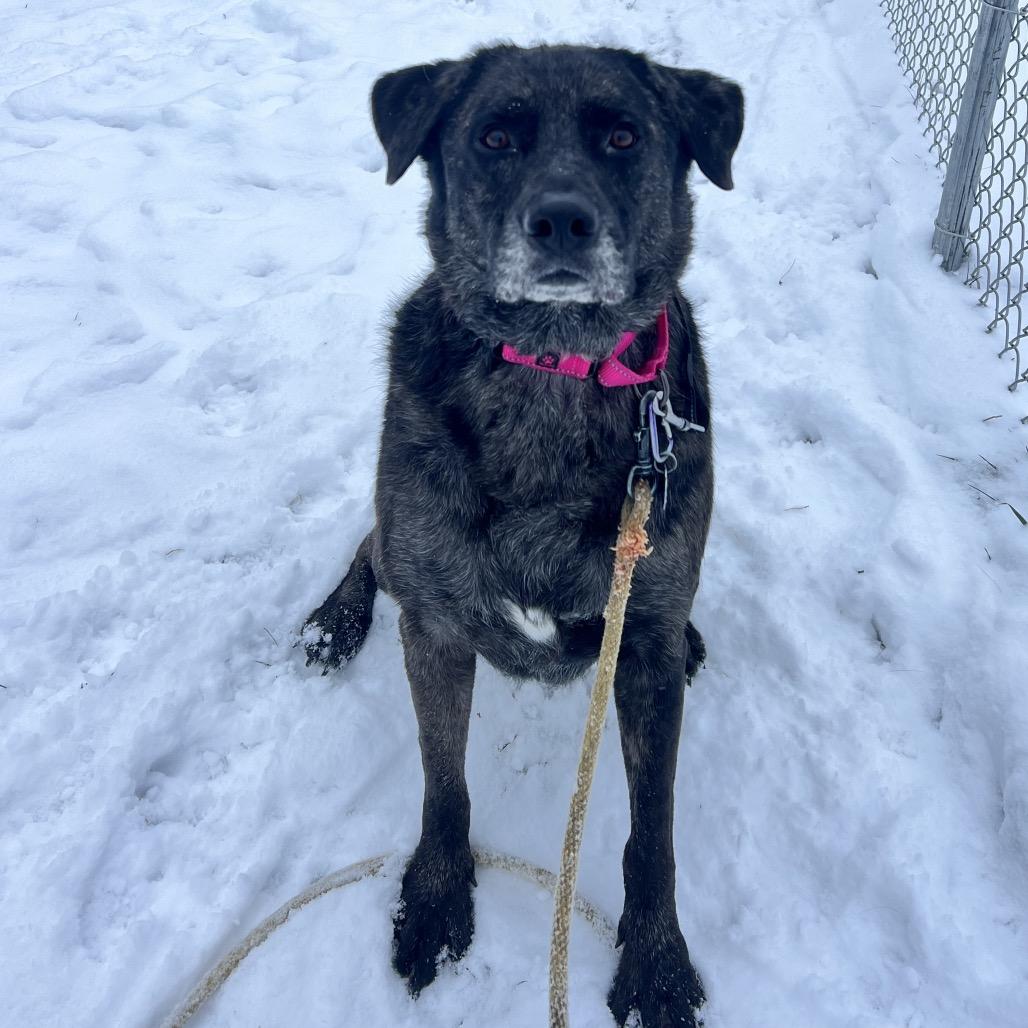 Enlarge Princess, a Adoptable mixed breed in East Smithfield , PA image 6/6