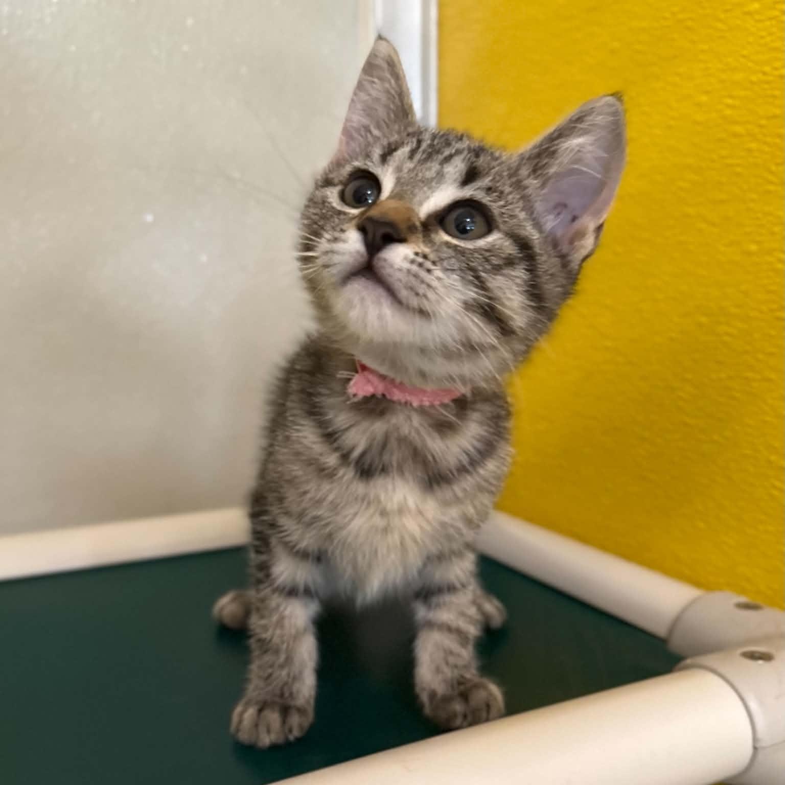 Enlarge Alexa, a Adoptable mixed breed in Penn Yan, NY image 5/5