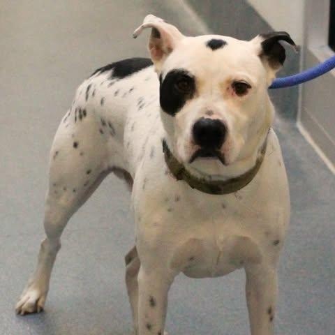 Enlarge 26-00290 RYDER, a ADOPTABLE mixed breed in Fredericksburg, VA image 2/2