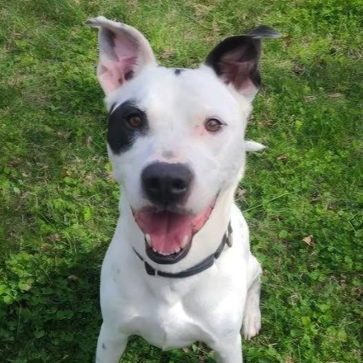 26-00290 RYDER, ADOPTABLE, Adult Male Pit Bull Terrier.