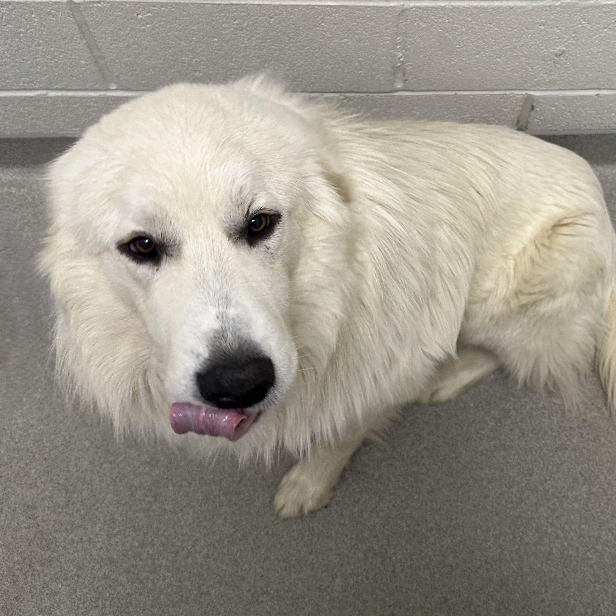 Enlarge Bodhi, an adopted Great Pyrenees in Atlanta, GA image 2/3