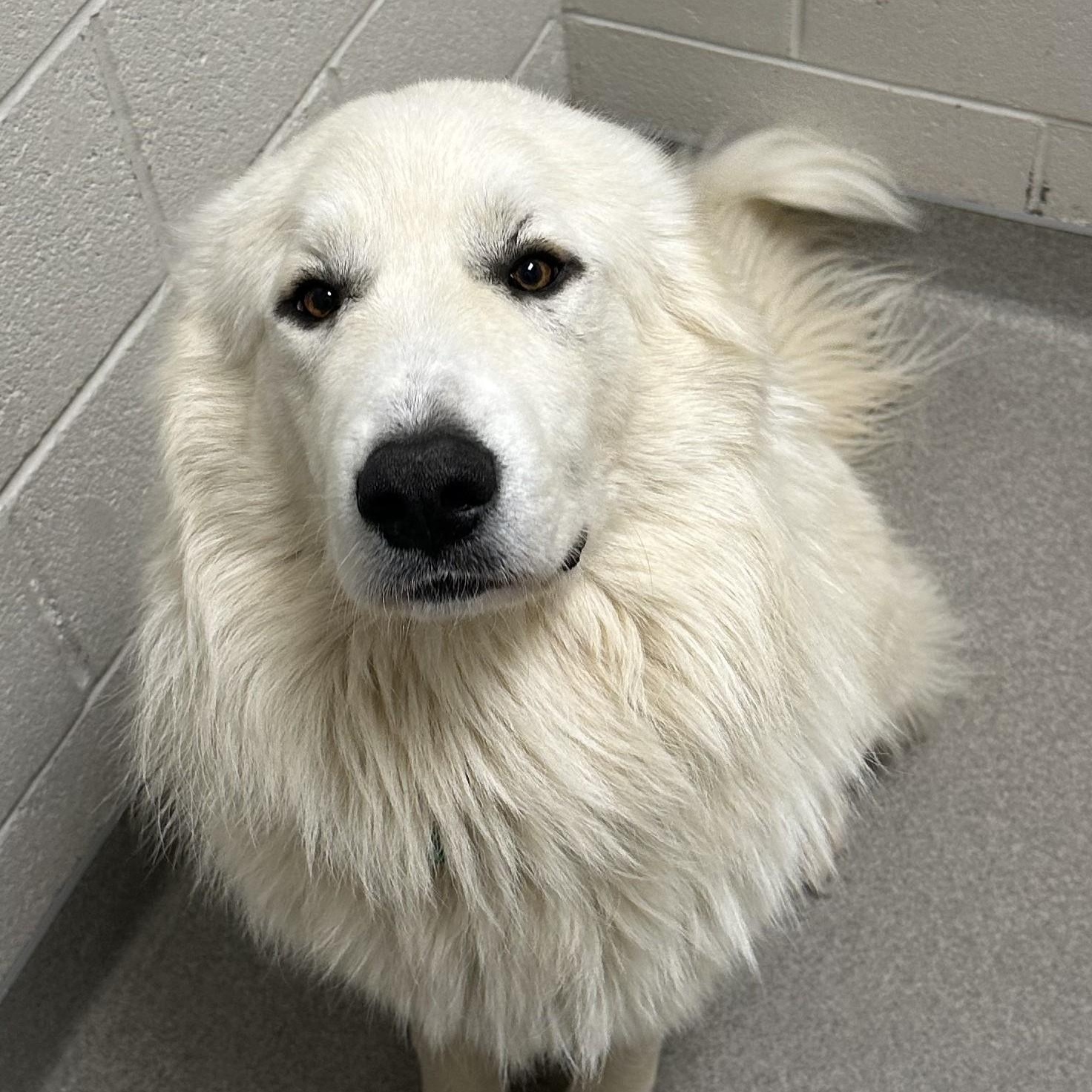 Enlarge Bodhi, an adopted Great Pyrenees in Atlanta, GA image 1/3