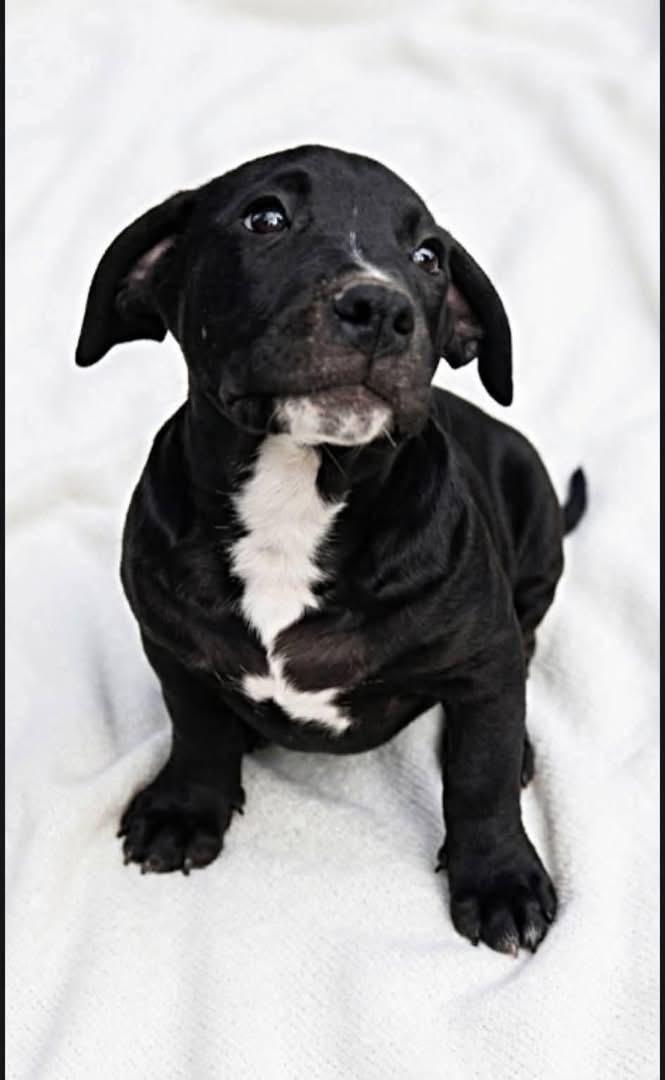 Batman, ADOPTABLE, Puppy Male Corgi & Labrador Retriever.