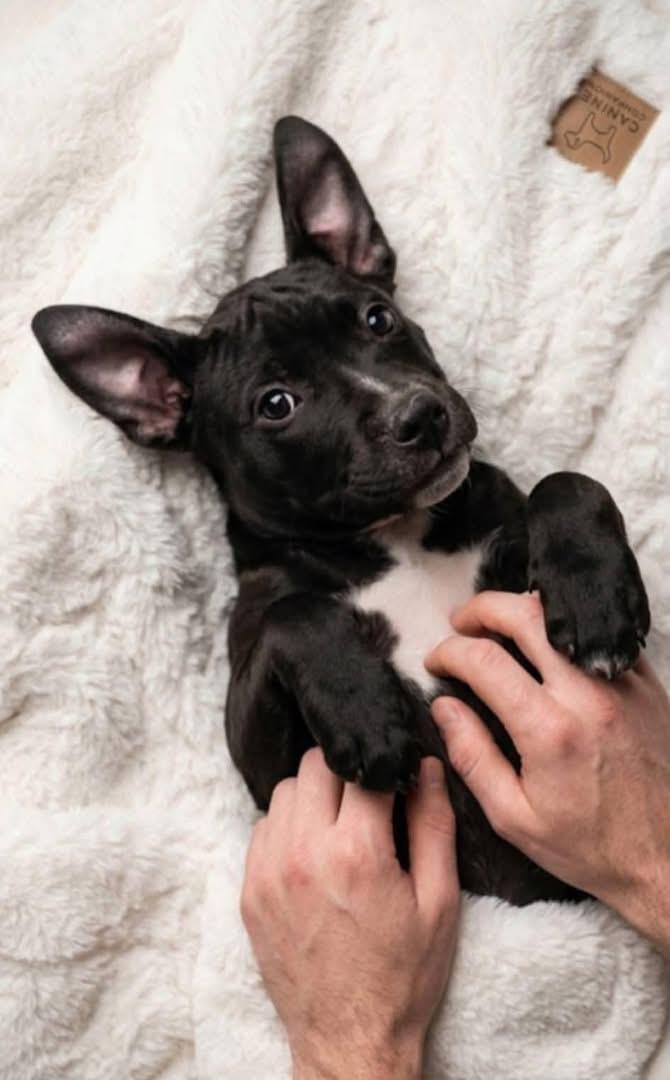 Enlarge Batman, a ADOPTABLE mixed breed in Newfoundland, NJ image 2/2