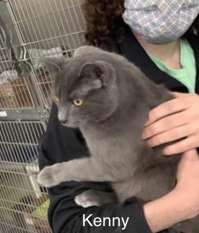 Kenny, Adopted, Adult Male Domestic Short Hair.