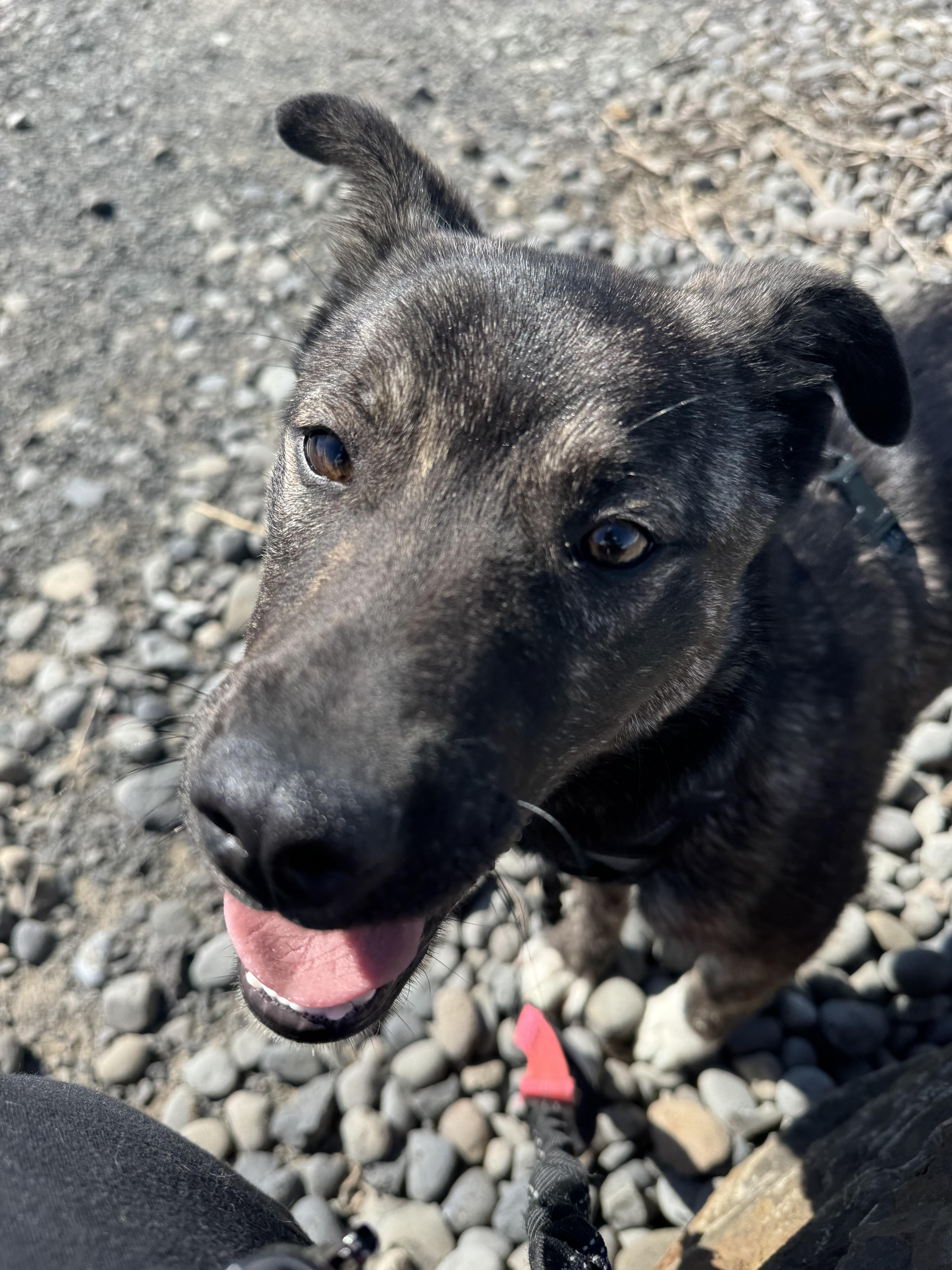 Capri - Puppy Needing Forever Home!