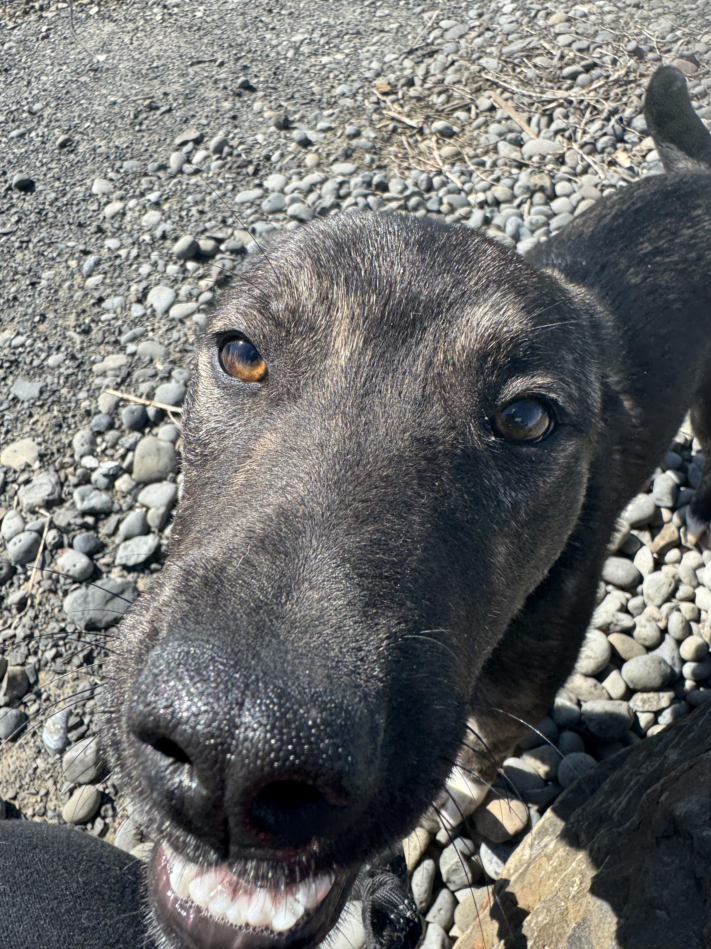 Capri - Puppy Needing Forever Home! photo 5