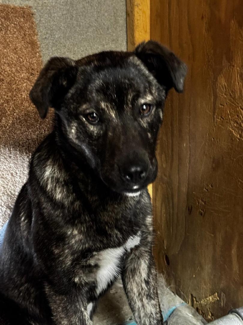 Capri - Puppy Needing Forever Home! photo 4