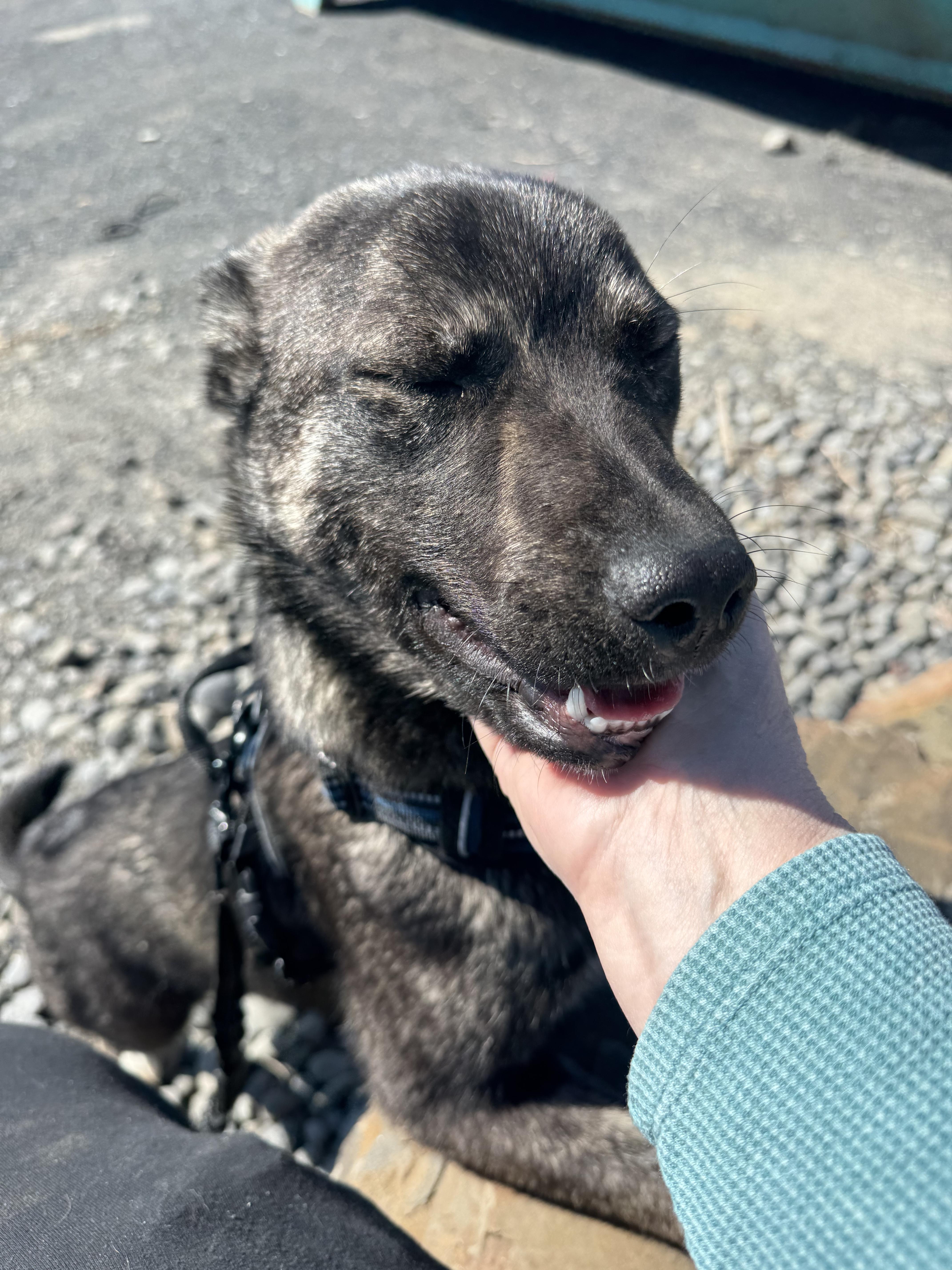 Capri - Puppy Needing Forever Home! photo 2
