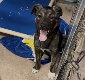 Capri - Puppy Needing Forever Home! photo 3