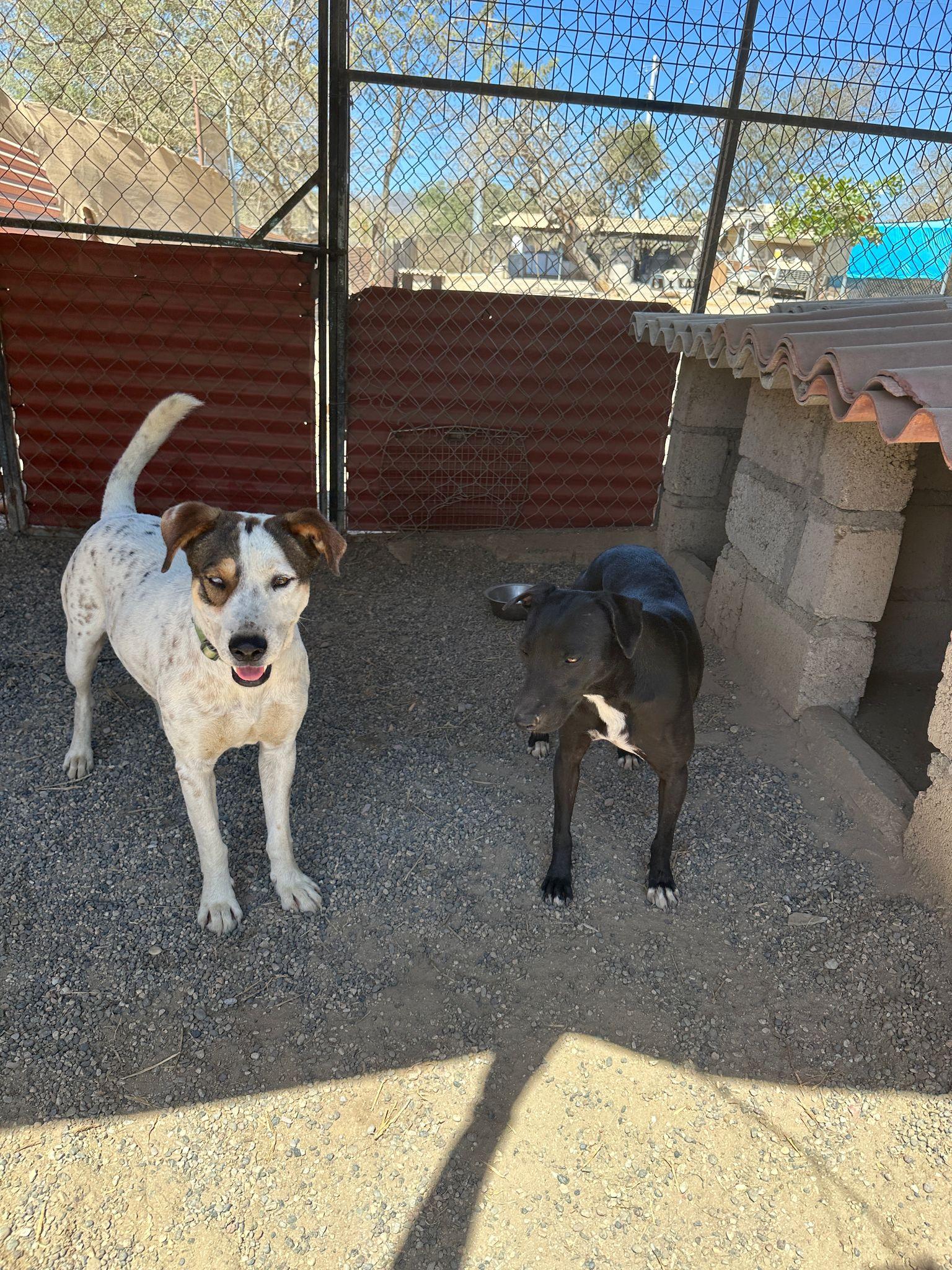 Enlarge Yuri & Ronin, a Adoptable Mixed Breed in Sacramento, CA image 4/6