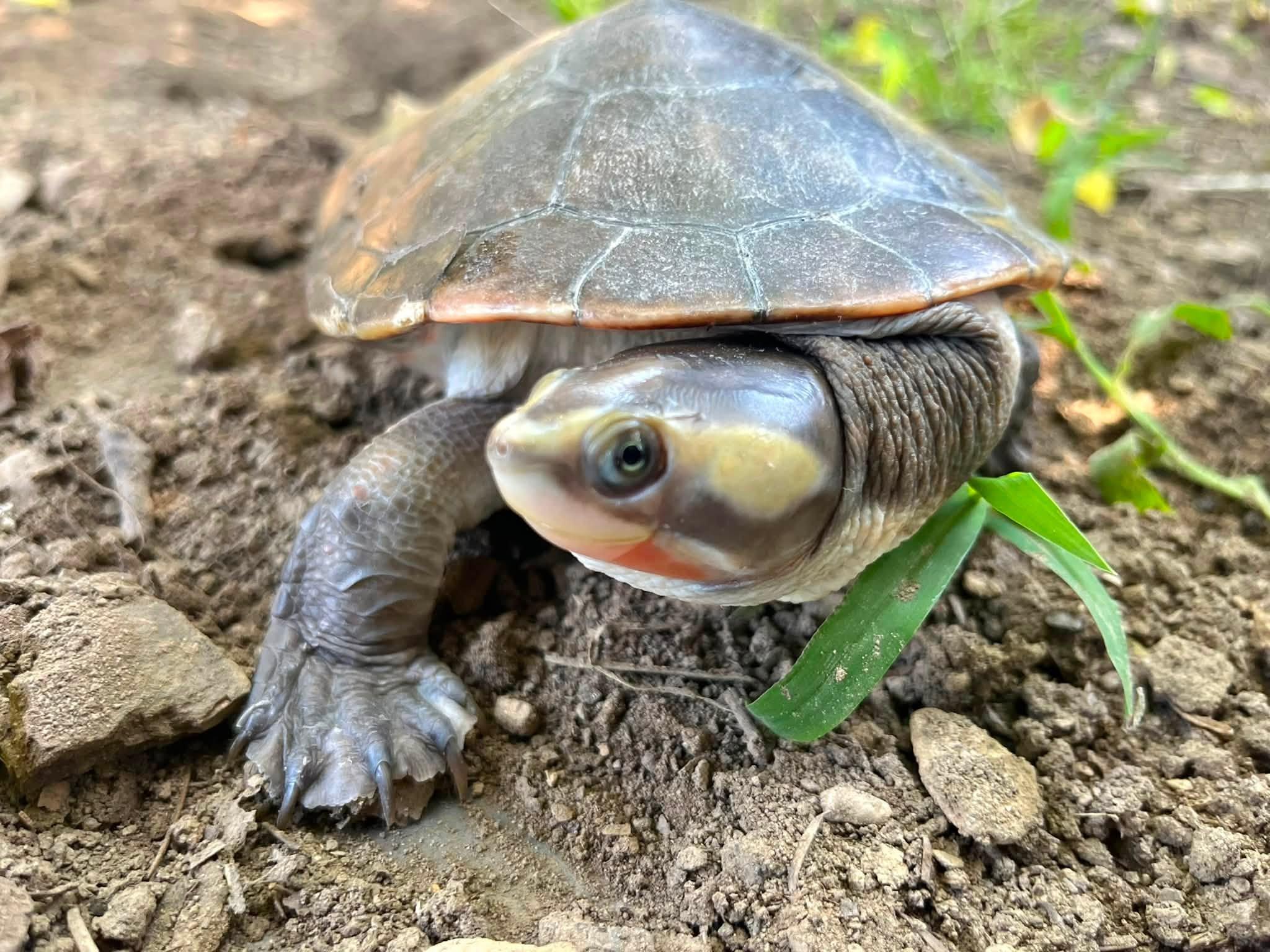 Koopa, Adoptable, Young Female Turtle.