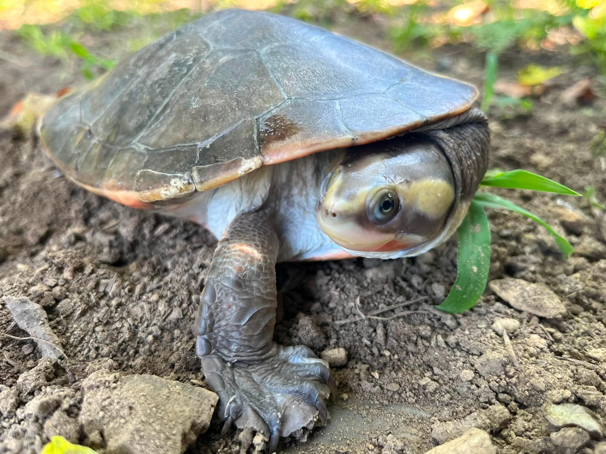 Enlarge Koopa, a Adoptable Turtle in Palmerton, PA image 3/3