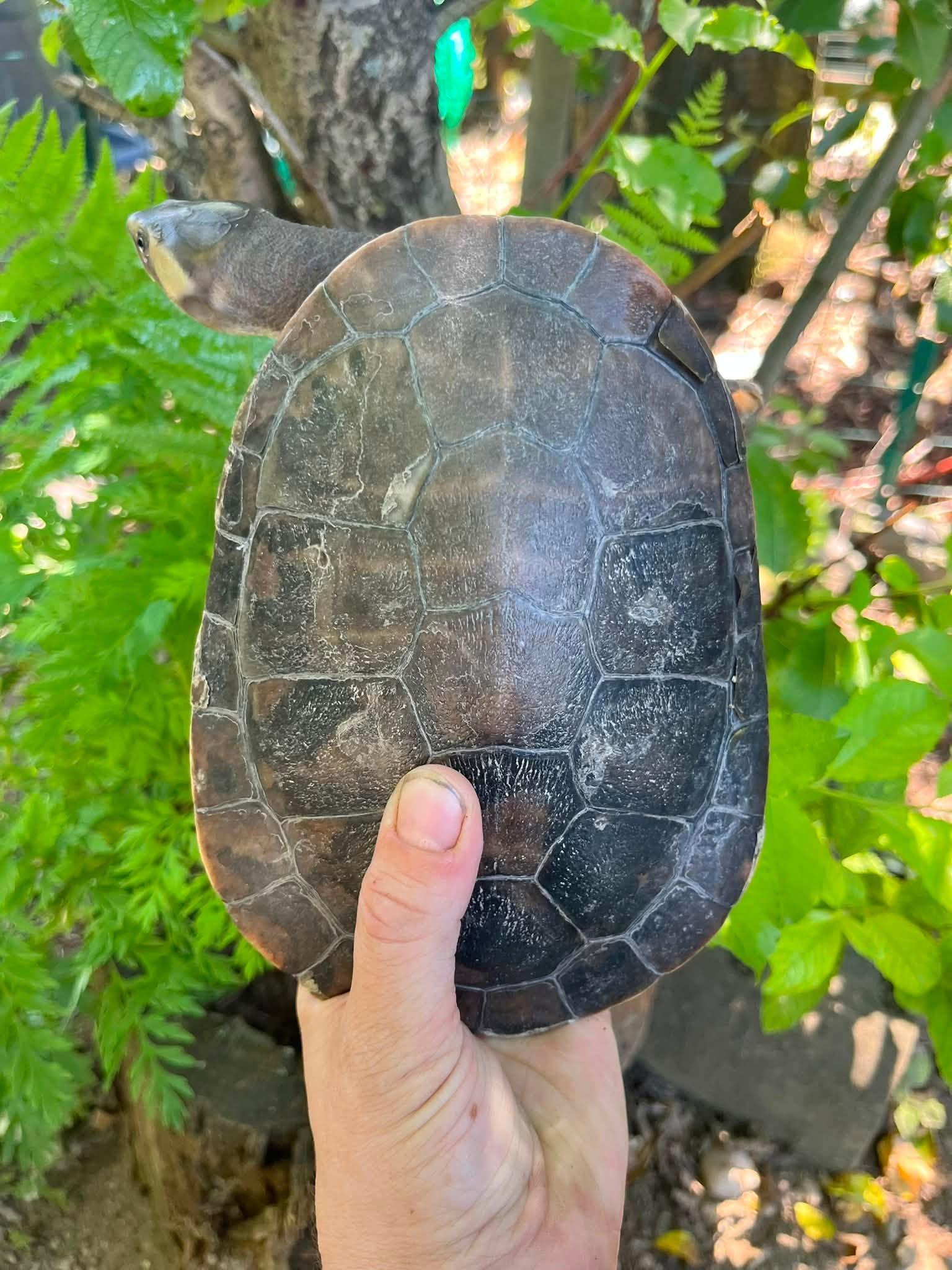 Enlarge Koopa, a Adoptable Turtle in Palmerton, PA image 2/3