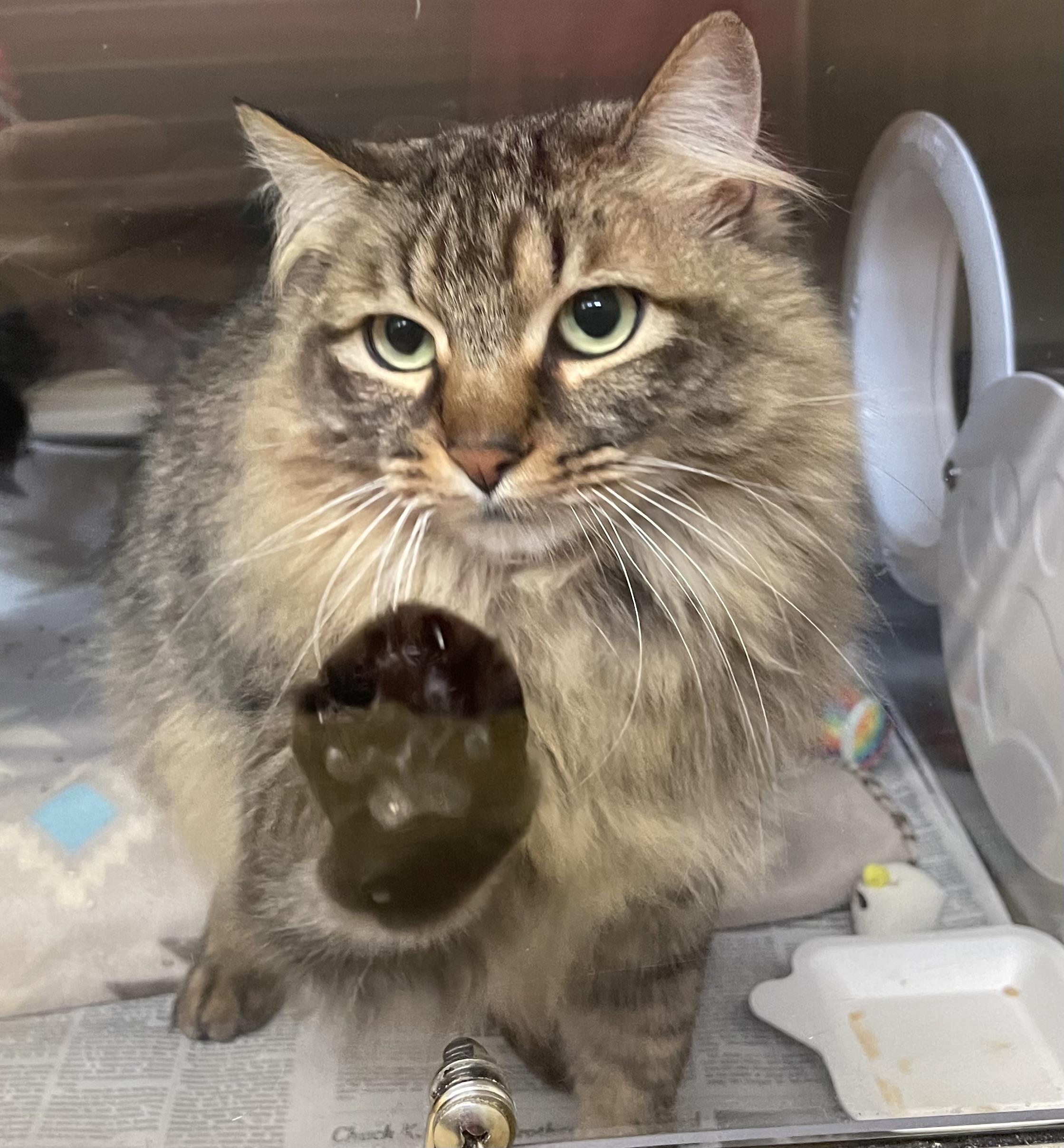 Enlarge Charli, a ADOPTABLE Domestic Long Hair in North Kingstown, RI image 1/3