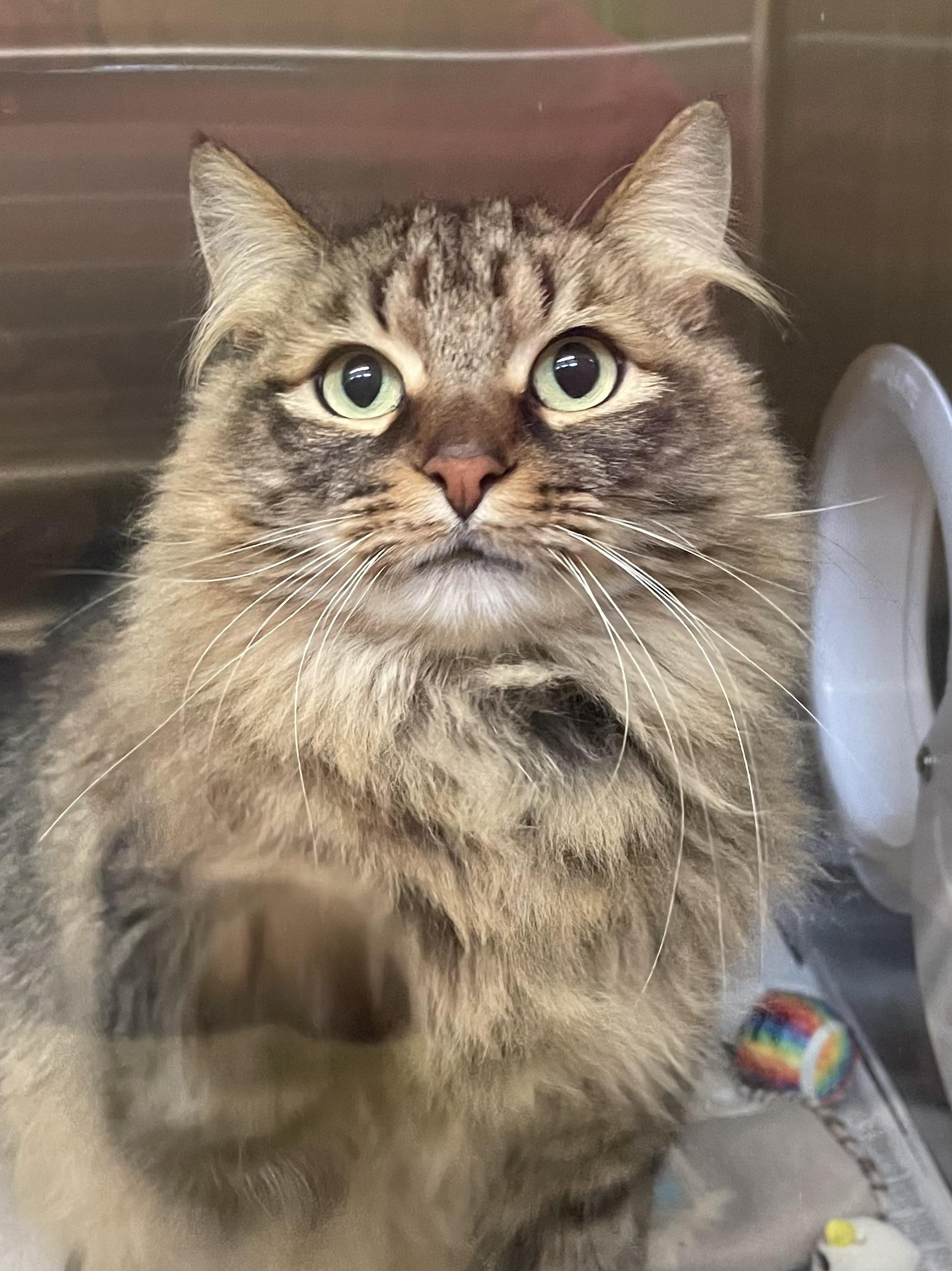 Enlarge Charli, a ADOPTABLE Domestic Long Hair in North Kingstown, RI image 2/3