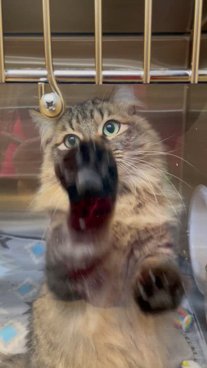 Enlarge Charli, a ADOPTABLE Domestic Long Hair in North Kingstown, RI video 3/3