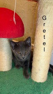 Gretel, Adoptable, Kitten Female Russian Blue.