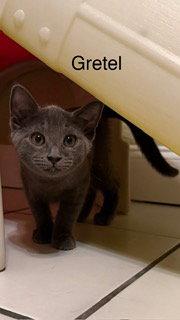 Enlarge Gretel, a Adoptable Russian Blue in Oakland Park, FL image 2/3