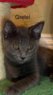 Enlarge Gretel, a Adoptable Russian Blue in Oakland Park, FL image 3/3