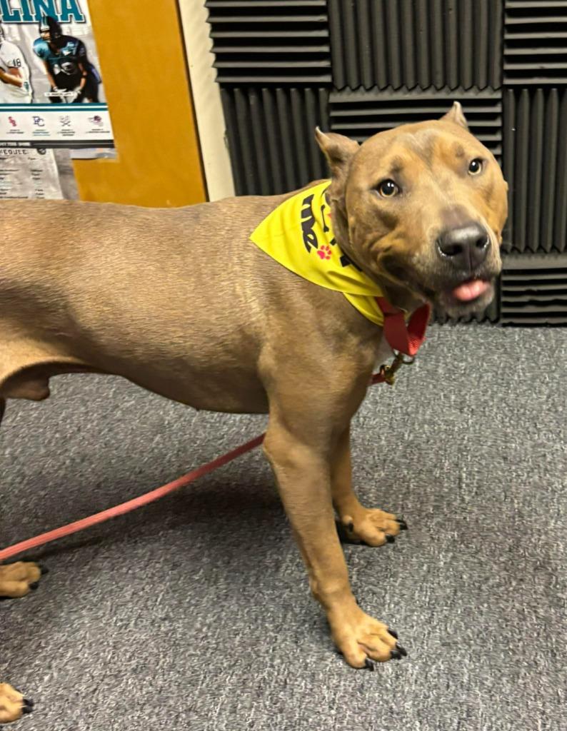 Rambo, Adoptable, Adult Male Pit Bull Terrier.