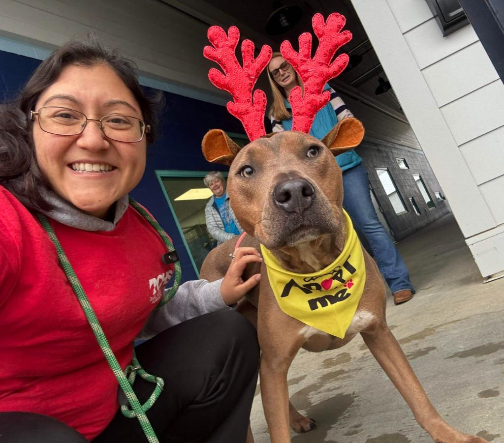 Enlarge Rambo, a Adoptable mixed breed in Hartsville, SC image 1/6