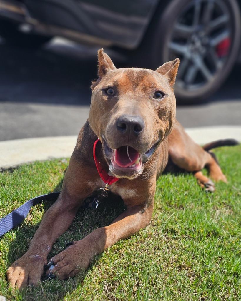 Rambo, a Adoptable mixed breed in Hartsville, SC image 4/6