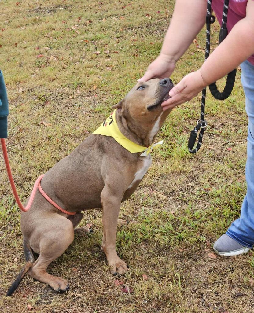 Enlarge Rambo, a Adoptable mixed breed in Hartsville, SC image 4/6