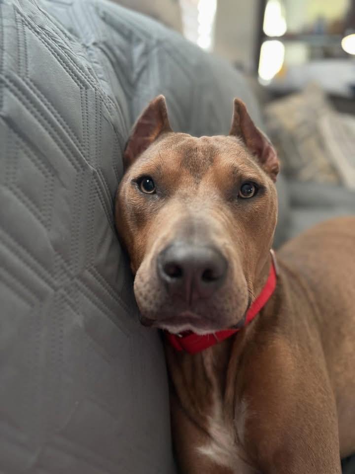 Enlarge Rambo, a Adoptable mixed breed in Hartsville, SC image 5/6