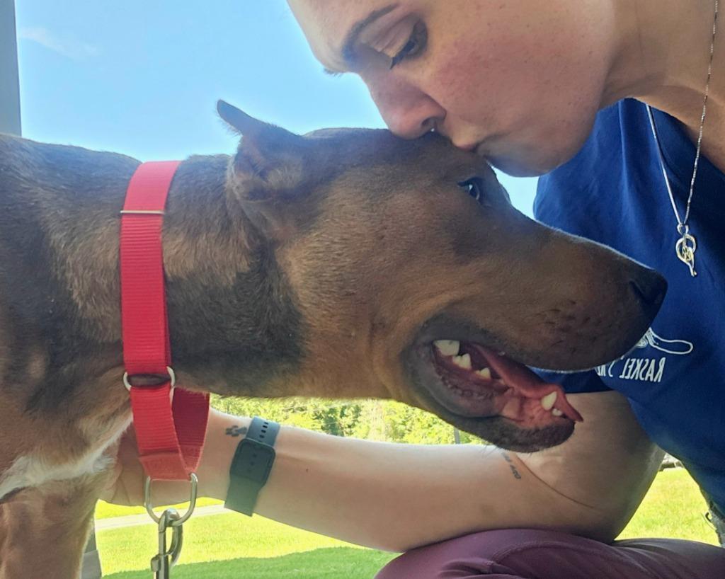 Rambo, a Adoptable mixed breed in Hartsville, SC image 5/6