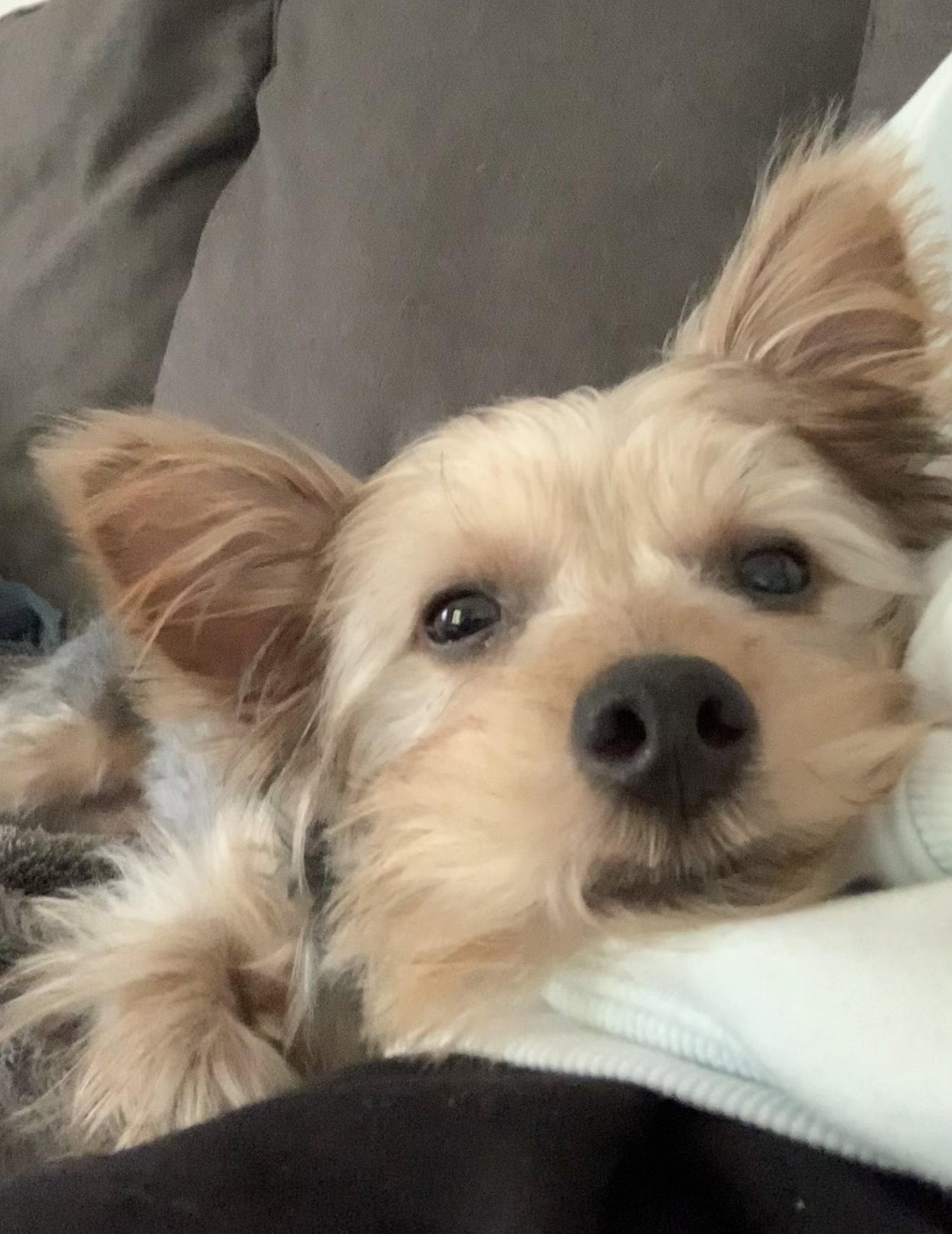 Enlarge Lukey 4810, a Adoptable Yorkshire Terrier in Pickering, ON image 1/3