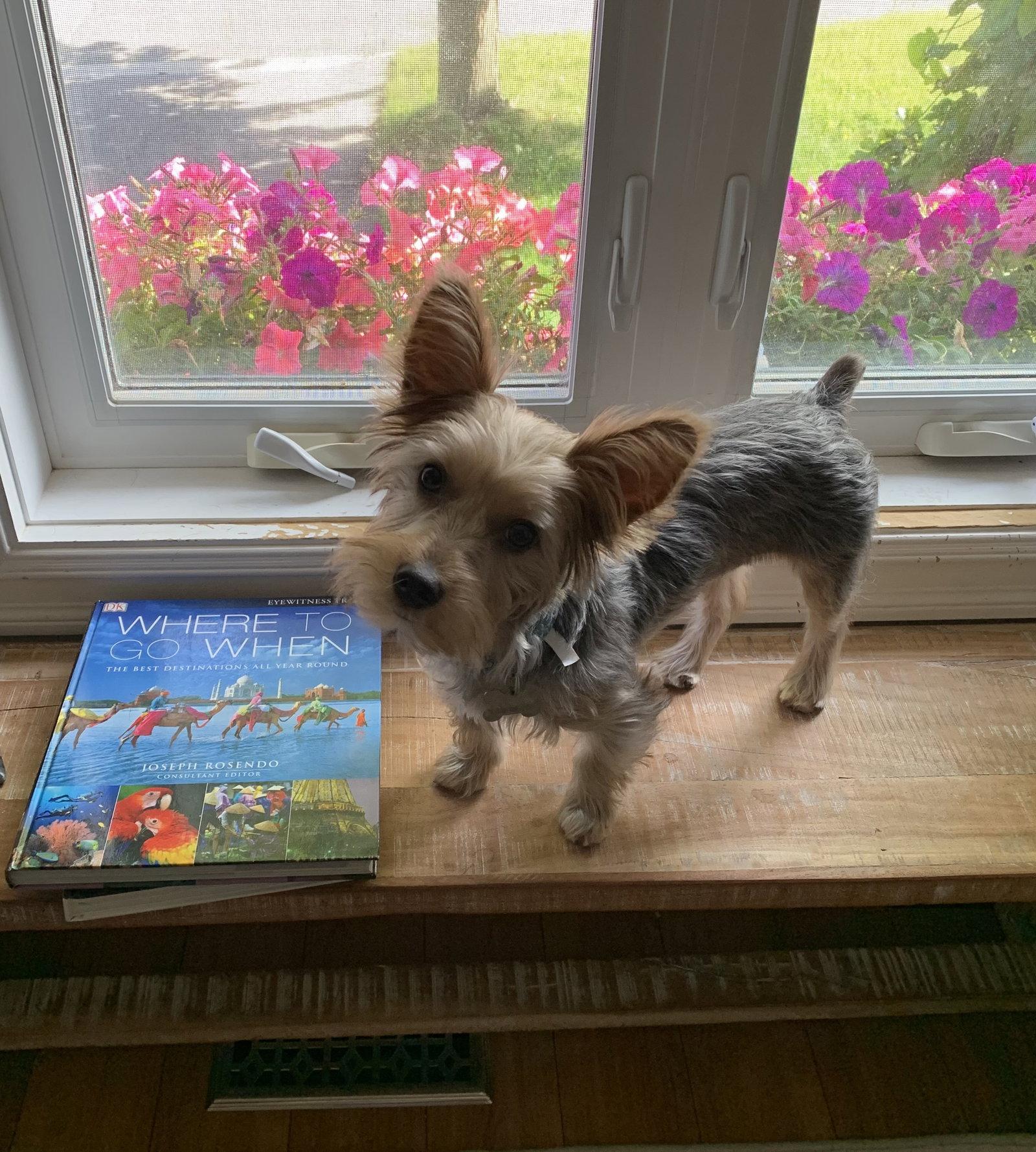 Enlarge Lukey 4810, a Adoptable Yorkshire Terrier in Pickering, ON image 2/3
