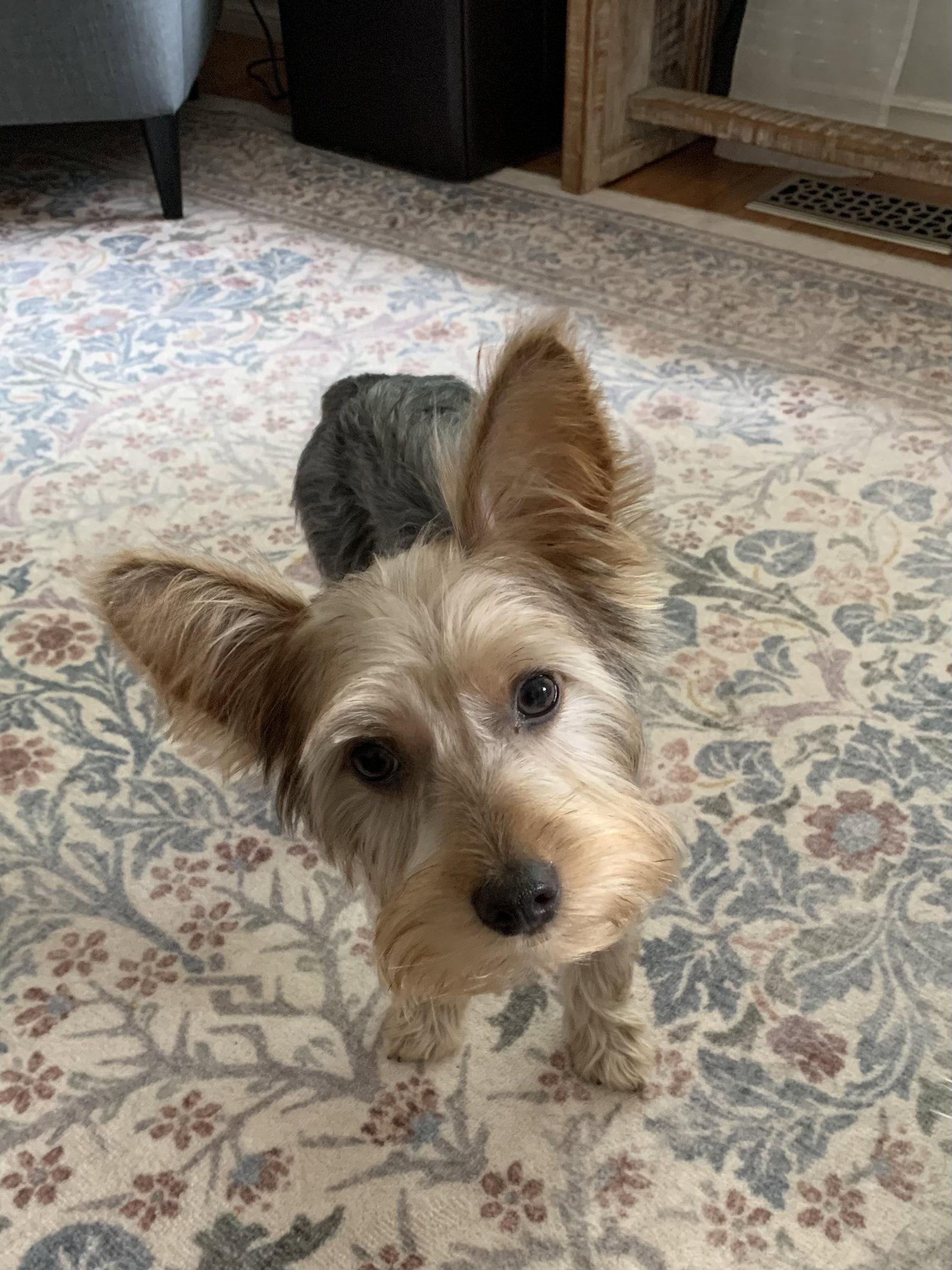 Enlarge Lukey 4810, a Adoptable Yorkshire Terrier in Pickering, ON image 3/3