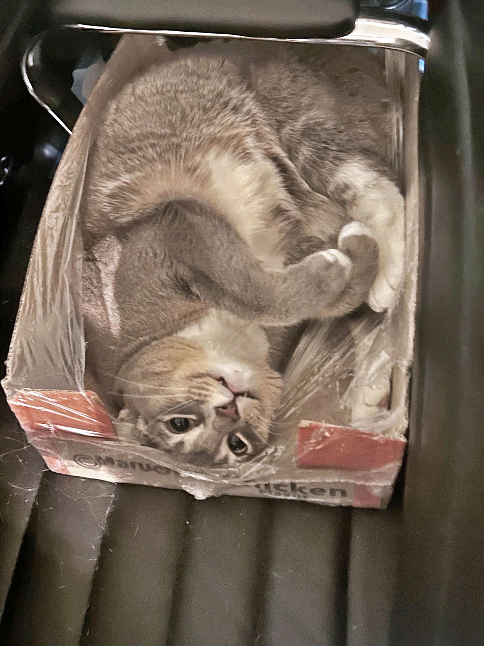 Enlarge SHADOW #1783 - Offered by Owner - Young female, a Adoptable mixed breed in Hillsboro, OR image 1/3