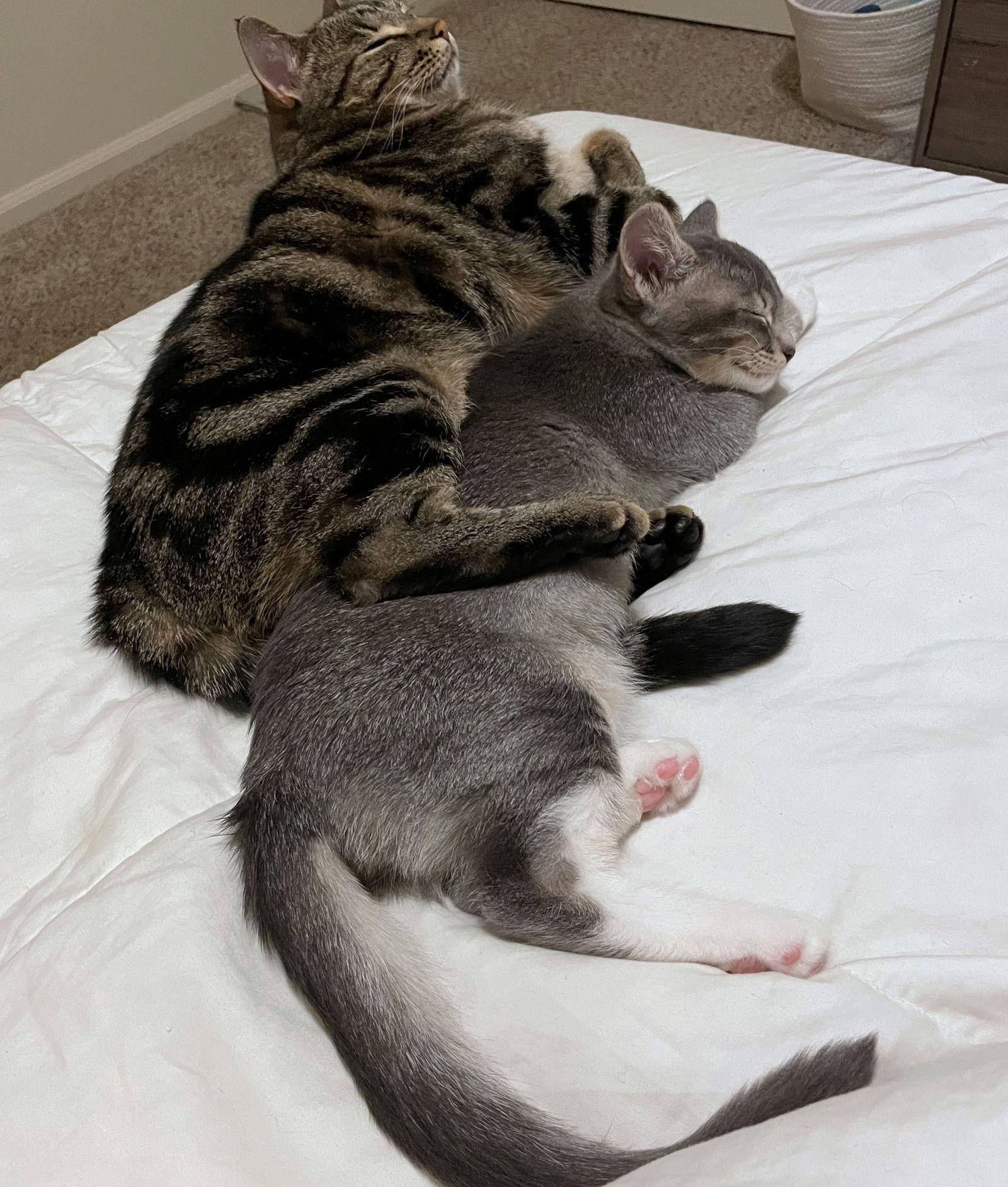 Enlarge SHADOW #1783 - Offered by Owner - Young female, a Adoptable mixed breed in Hillsboro, OR image 2/3