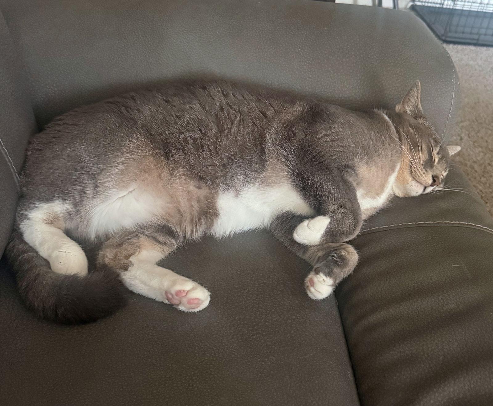 Enlarge SHADOW #1783 - Offered by Owner - Young female, a Adoptable mixed breed in Hillsboro, OR image 3/3