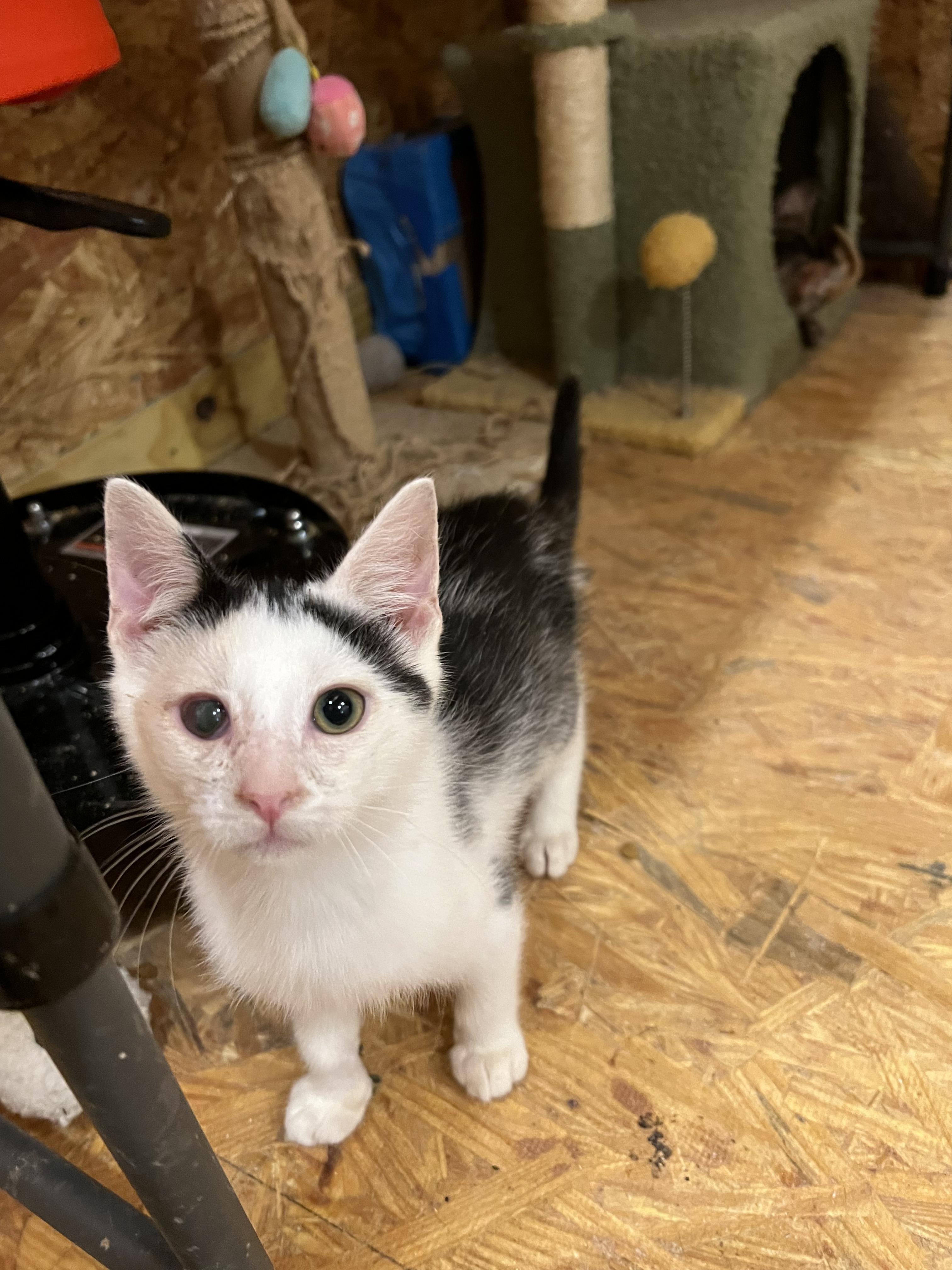 Enlarge Indigo, a Adoptable Domestic Short Hair in Sneads Ferry, NC image 1/1